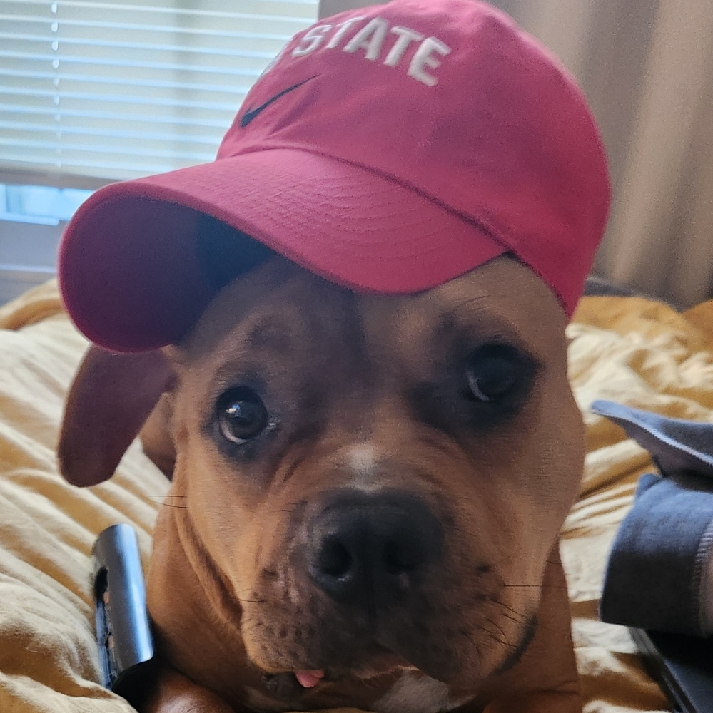 UPDATE 4/25...Meet your Posher, KT & CAPONE